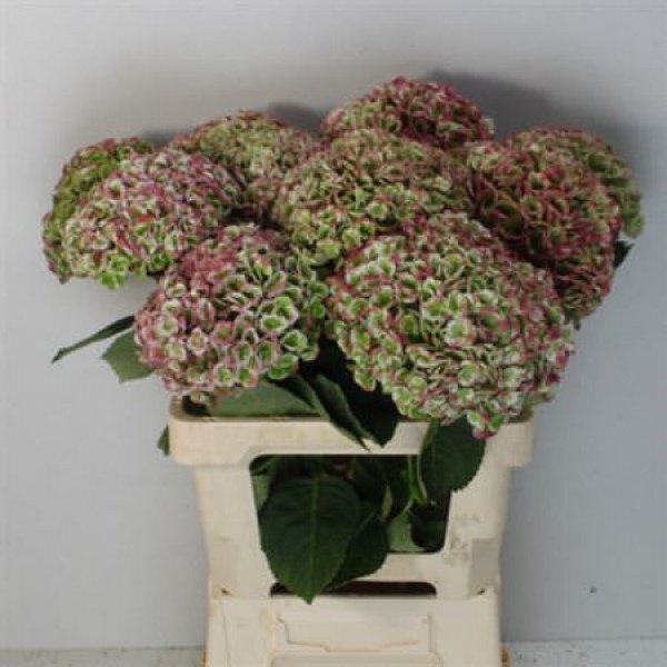 Hydrangea M Revo Cl 60-15 60cm A1