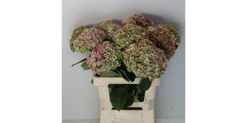 Hydrangea M Revo Cl 60-15 60cm A1