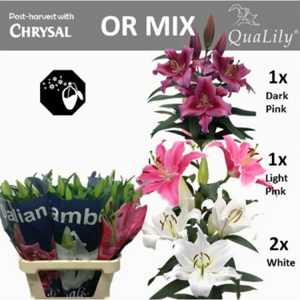 Lillys Or Mix In Fust 4Plus 90cm A1