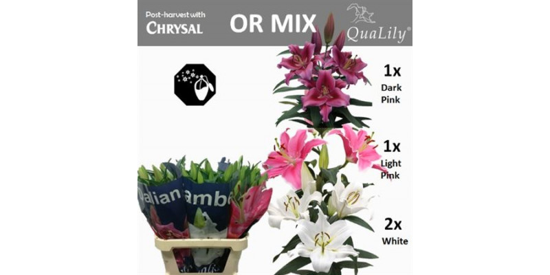 Lillys Or Mix In Fust 4Plus 90cm A1