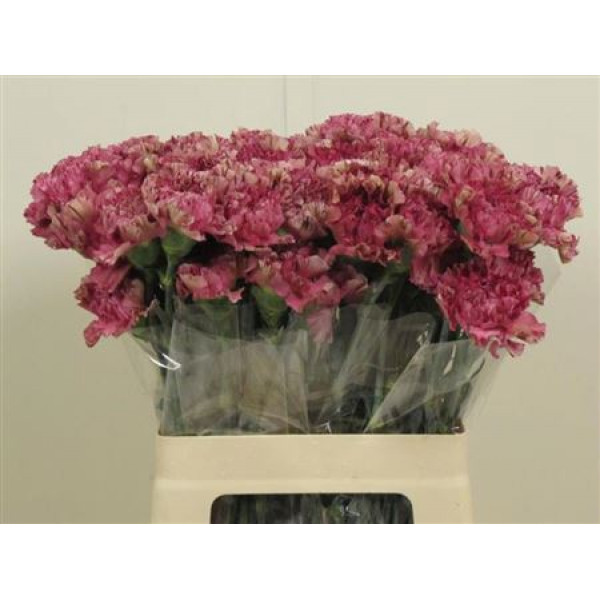 Dianthus St Viper Wine 70cm A1 Col-Burgundy