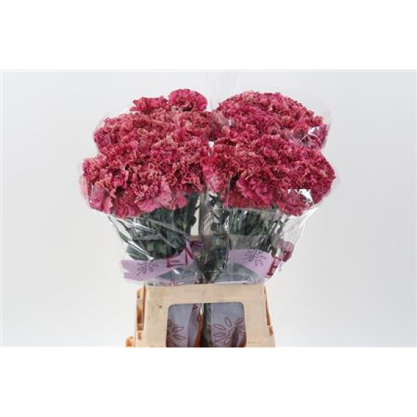 Dianthus St Viper Wine 70cm A1