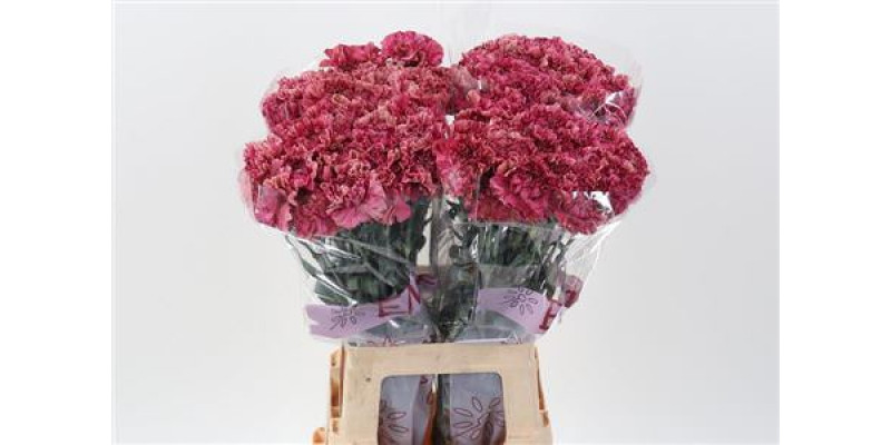 Dianthus St Viper Wine 70cm A1