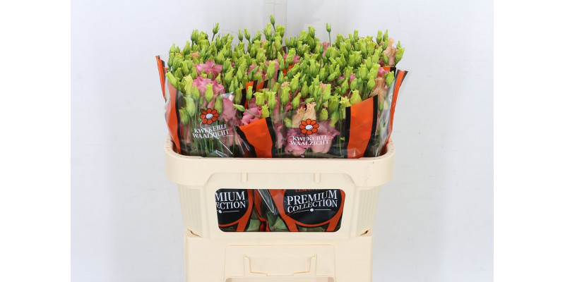 Lisianthus E Falda Salmon 72cm A1 Col-Peach