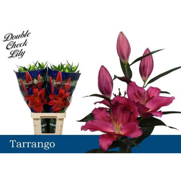 Lillys Or Tarrango 4Plus 100cm A1