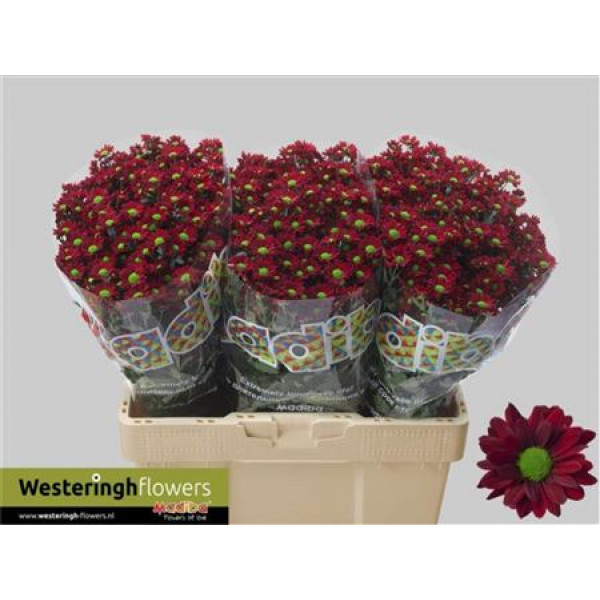 Chrysanthemums San Mad Dung Red 55cm A1 Col-Red