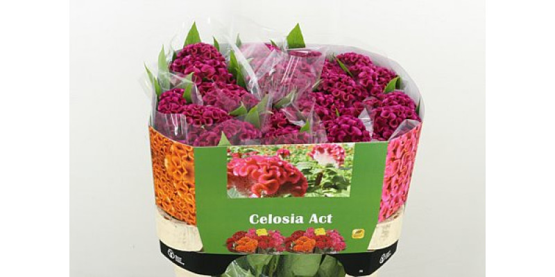 Celosia C Bar Bora 75cm A1