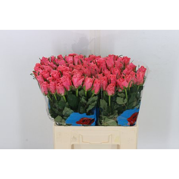 Rose Gr Ace Pink 55cm A1