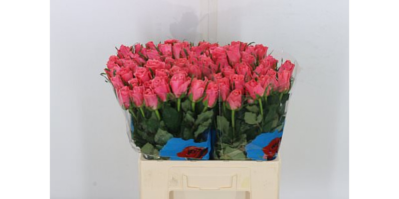 Rose Gr Ace Pink 55cm A1