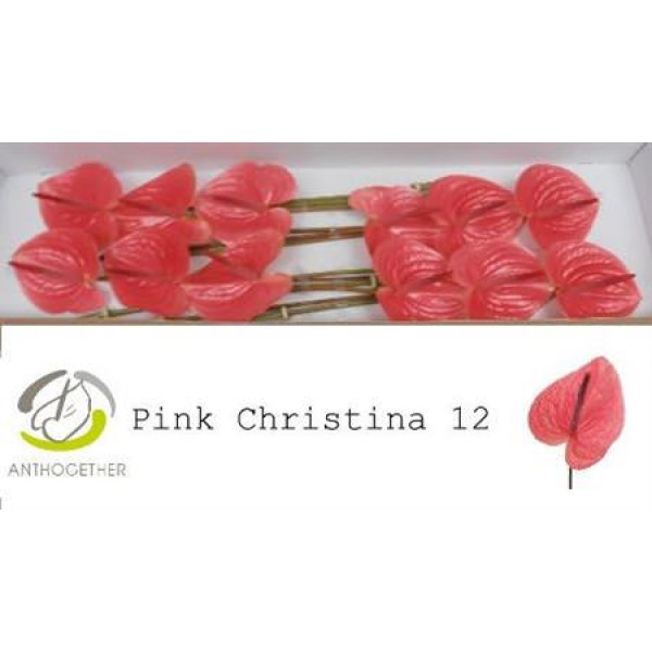 Anthurium Pink Christin X12 12cm 12 Col-Pink