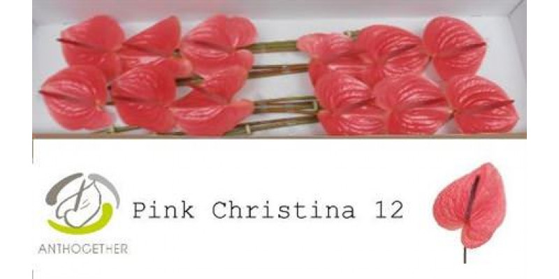 Anthurium Pink Christin X12 12cm 12 Col-Pink