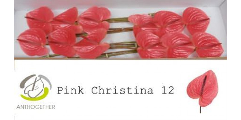 Anthurium A Pink Christina 12  A1