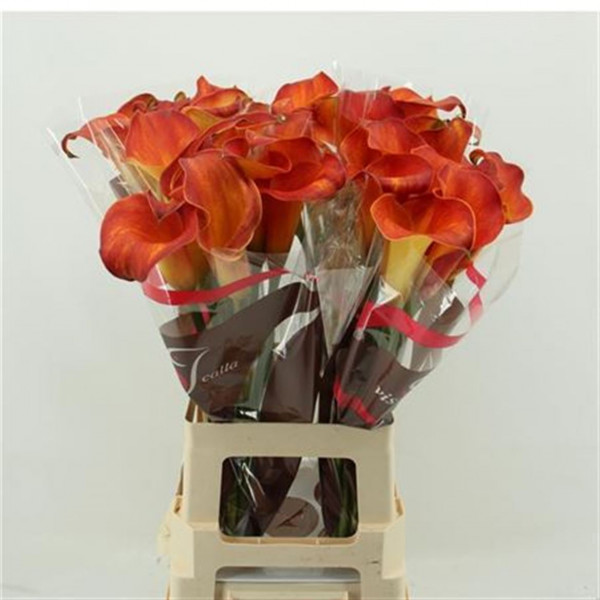 Zanthedeschias (Calla Lilly) Capt Trinity 70cm A1 Col-Orange