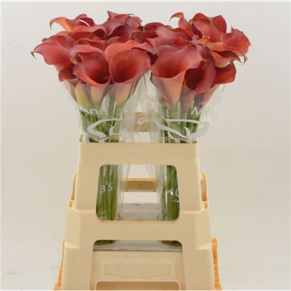 Zanthedeschias (Calla Lilly) Captain Trinity 60cm A1