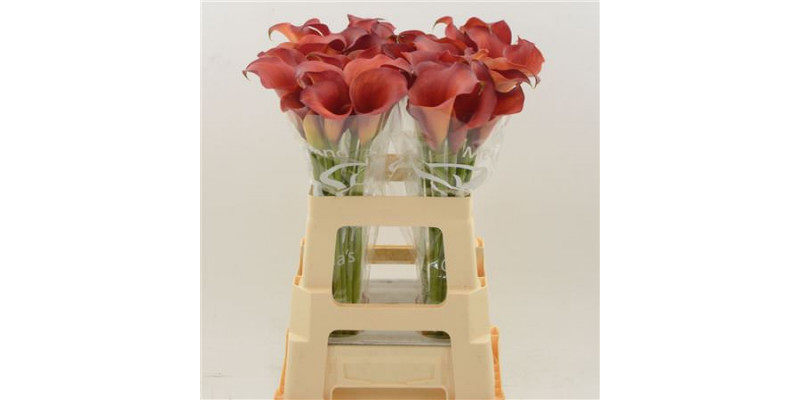 Zanthedeschias (Calla Lilly) Captain Trinity 60cm A1