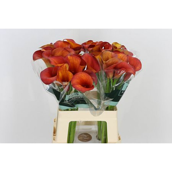 Zanthedeschias (Calla Lilly) Capt Trinity 60cm A1