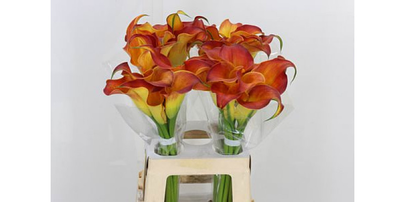 Zanthedeschias (Calla Lilly) Capt Trinity 65cm A1