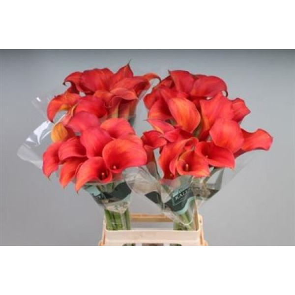 Zanthedeschias Calla Lilly Capt Trinity 70cm A1