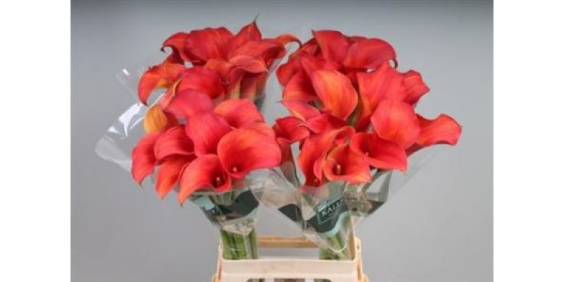 Zanthedeschias Calla Lilly Capt Trinity 70cm A1