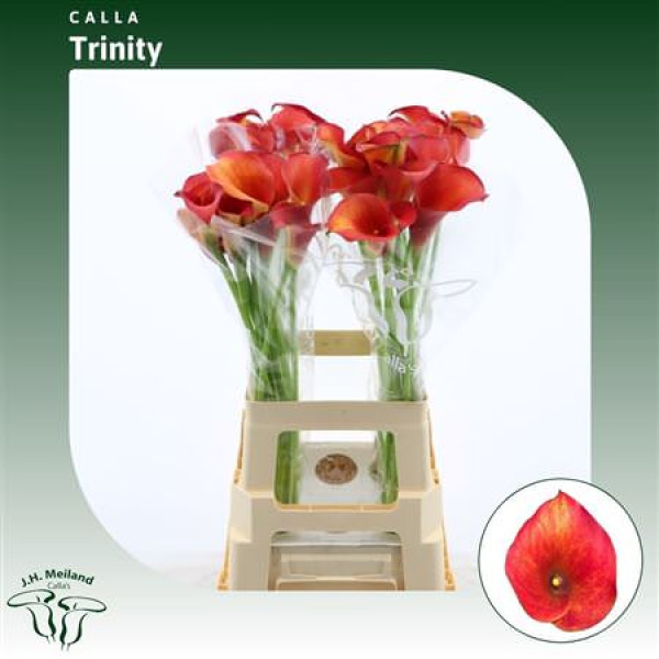 Zanthedeschias Calla Lilly Captain Trinity 70 cm  A1 Zanthedeschias Calla Lilly Captain Trinity 70 cm  A1
