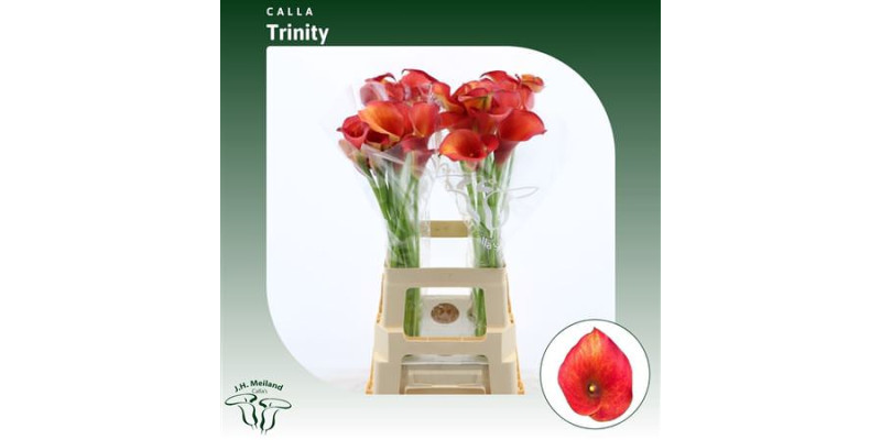 Zanthedeschias Calla Lilly Captain Trinity 70 cm  A1