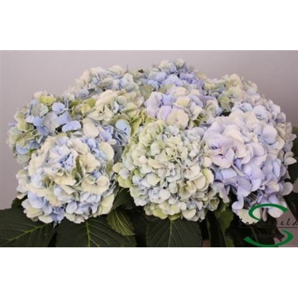 Hydrangea M Verena Bl Cl 80cm A1 Col-Blue