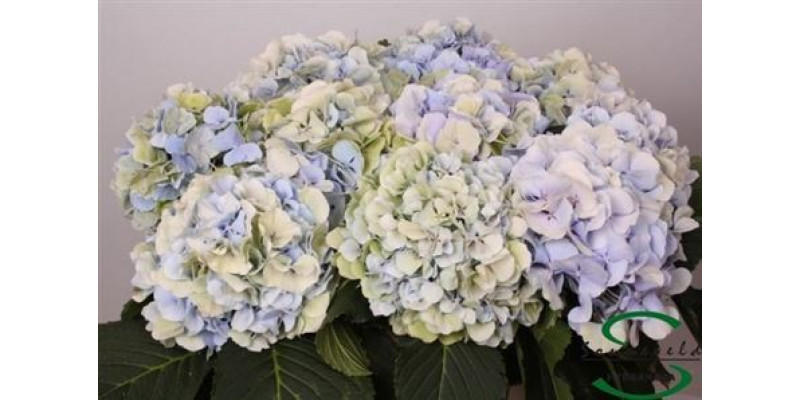 Hydrangea M Verena Bl Cl 80cm A1 Col-Blue