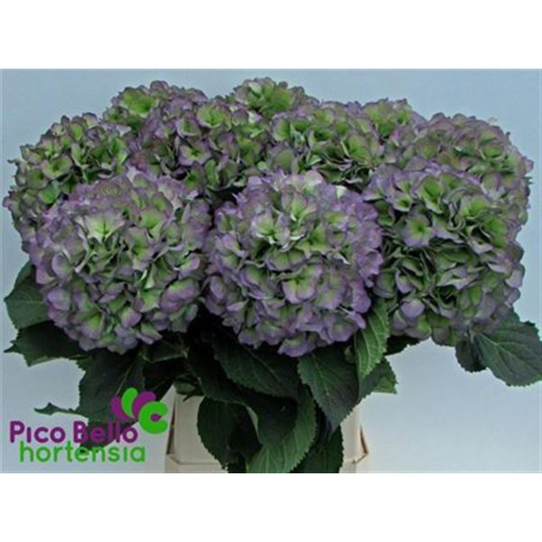 Hydrangea M Verena Bl Cl 80cm A1 Col-Blue