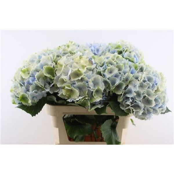 Hydrangea M Verena Bl Classic 80-22 80 cm  A1