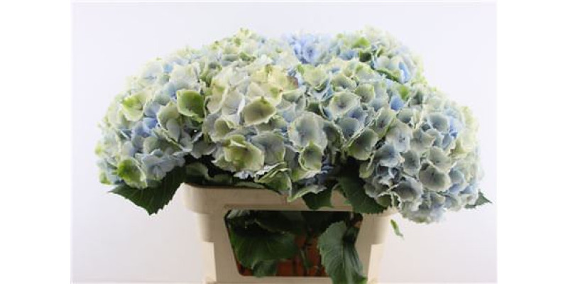 Hydrangea M Verena Bl Classic 80-22 80 cm  A1