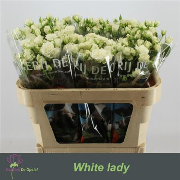 Rose Tr White Lady 50cm  Col-White