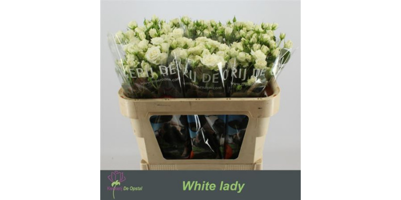 Rose Tr White Lady 50cm  Col-White