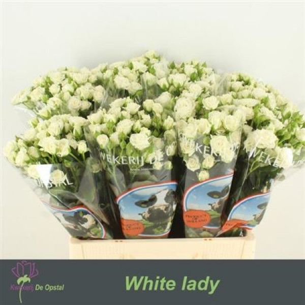 Rose Tr White Lady 50cm  Col-White