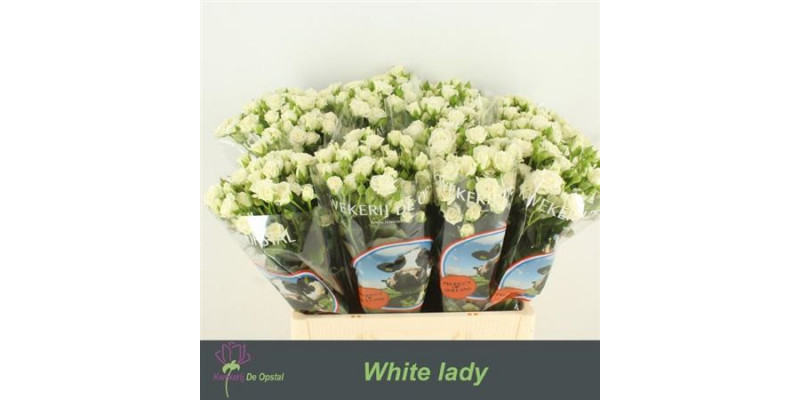 Rose Tr White Lady 50cm  Col-White