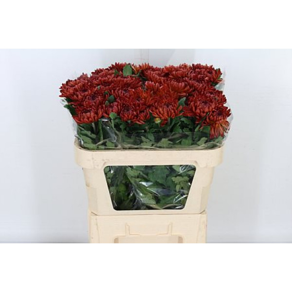 Chrysanthemums G Sheer Red 75cm A1