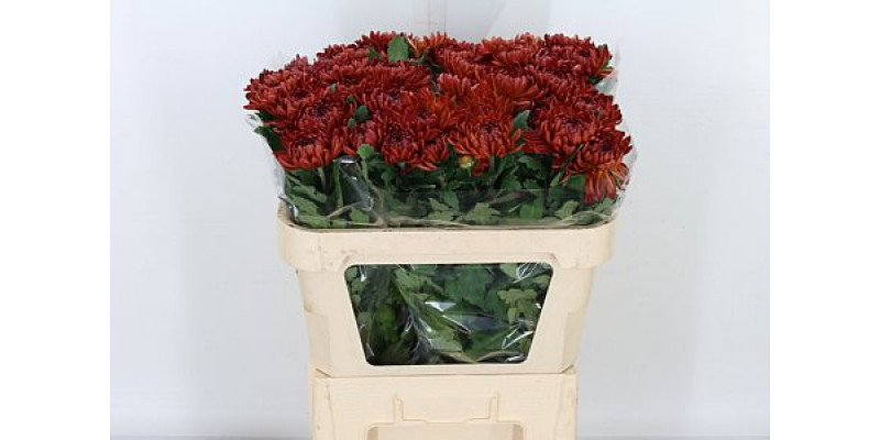 Chrysanthemums G Sheer Red 75cm A1