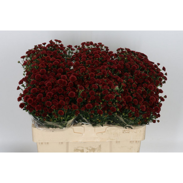 Chrysanthemums San Cal Red 55cm A1 Col-Red