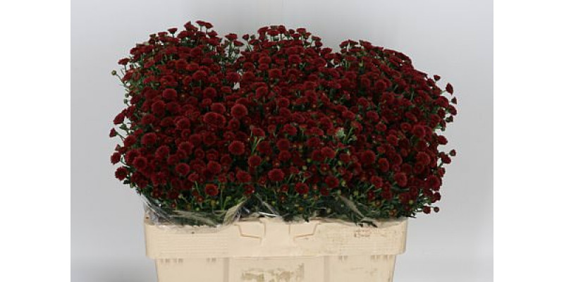 Chrysanthemums S Calimero Red 55cm A1