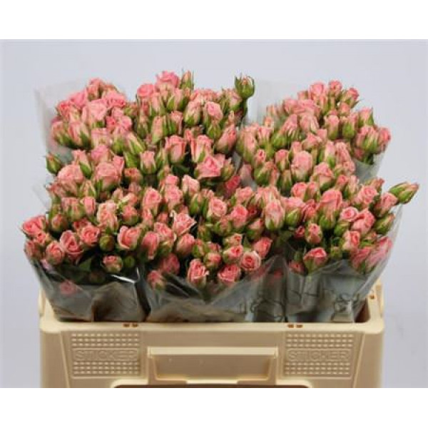 Rose Tr Odilia 50cm  Col-Pink