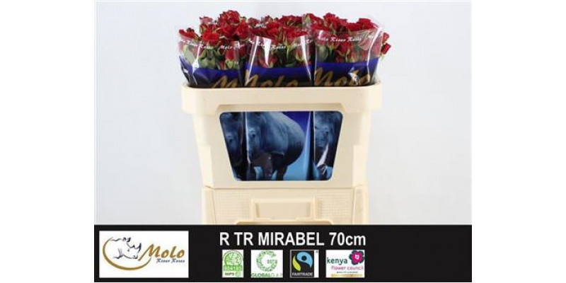 Rose Tr Mirabel 70cm  Col-Red