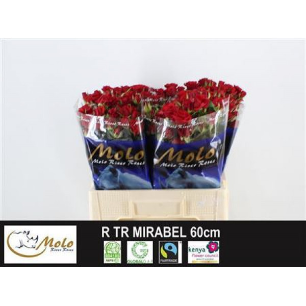 Rose Tr Mirabel 60cm A1 Col-Red