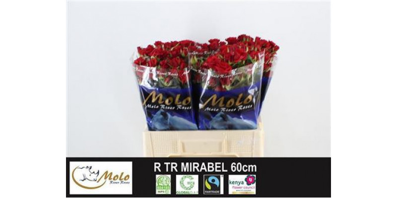 Rose Tr Mirabel 60cm A1 Col-Red