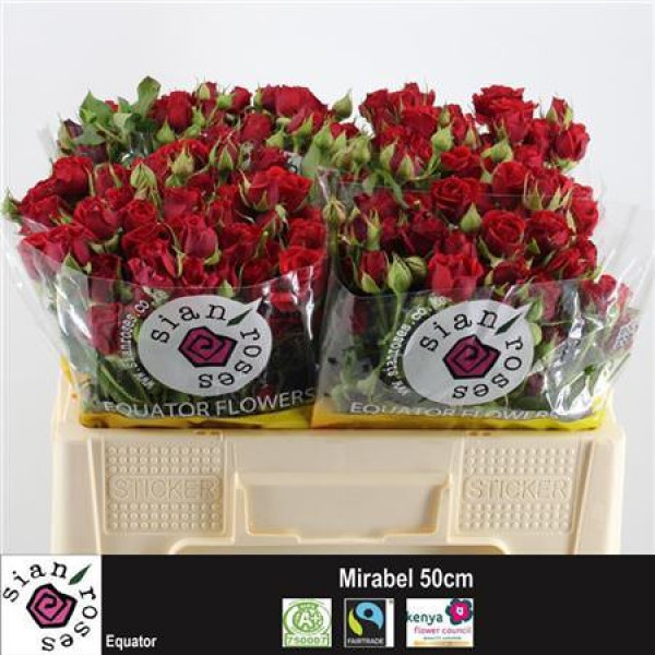 Rose Tr Mirabel 50cm A1 Col-Red