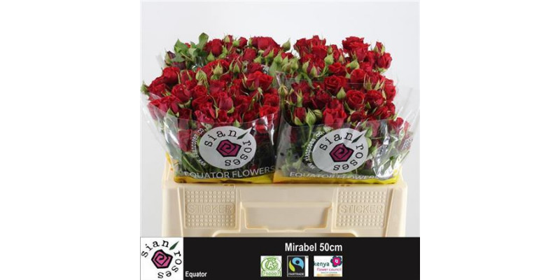 Rose Tr Mirabel 50cm A1 Col-Red