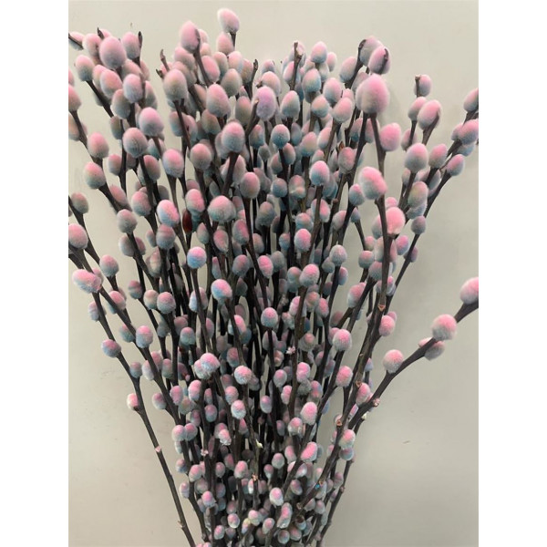 Salix Pussy Willow Bubblegum 70 A1Pink