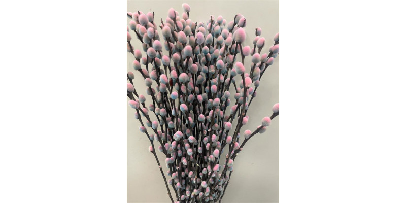 Salix Pussy Willow Bubblegum 70 A1Pink