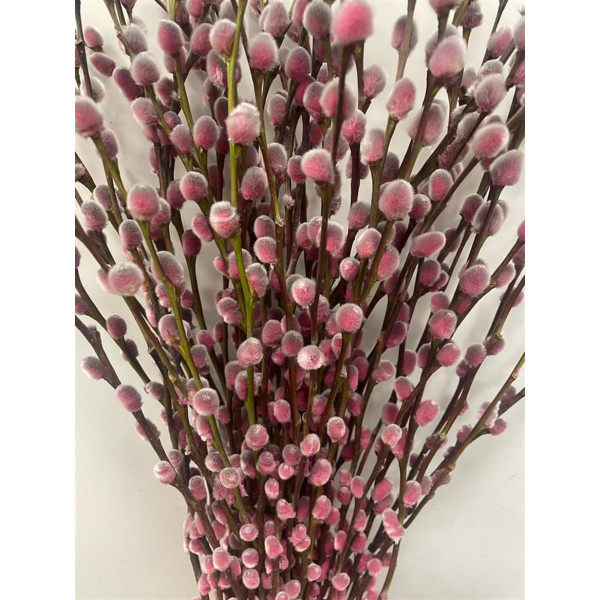 Salix Pussy Willow Hortensia 70 A1Pink