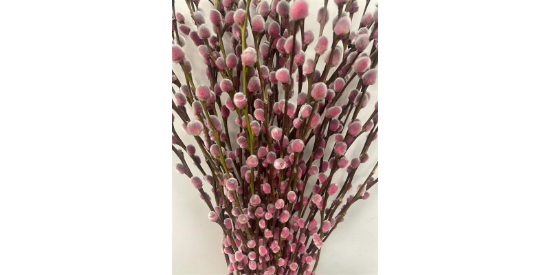 Salix Pussy Willow Hortensia 70 A1Pink