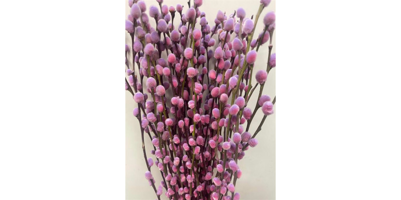 Salix Pussy Willow Purple Fresh 70 A1Pink