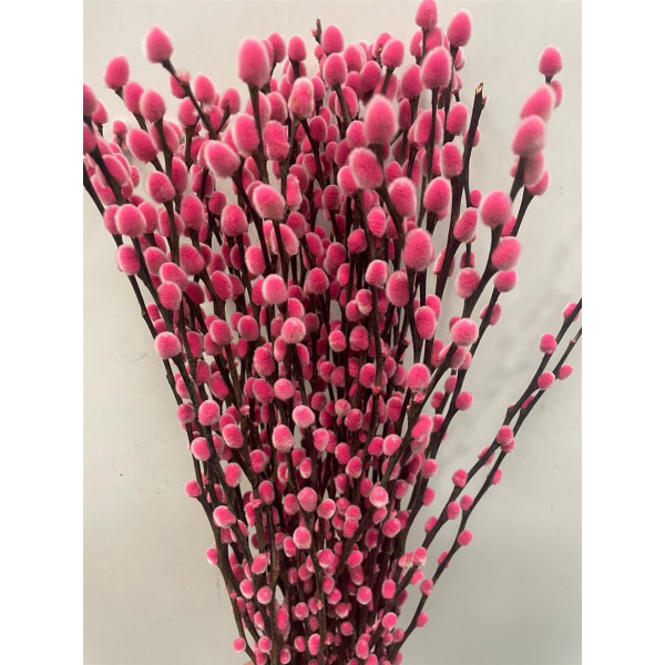 Salix Pussy Willow Red 70 A1Pink